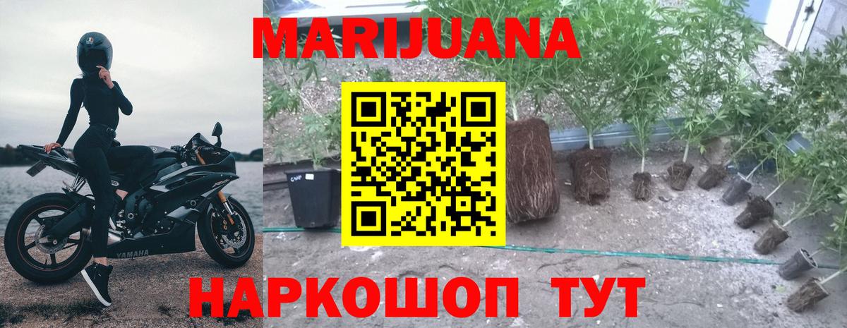 Каннабис планчик  Вход с VPN  Бошки марихуана LSD WEED  Бошки Шишки планчик  Тамбов  Марихуана индика 